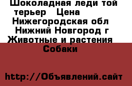 Шоколадная леди той-терьер › Цена ­ 5 000 - Нижегородская обл., Нижний Новгород г. Животные и растения » Собаки   